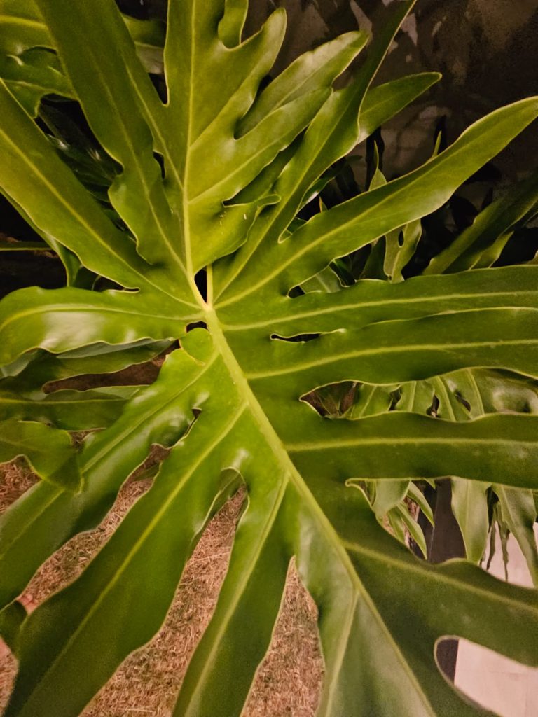 Casa no condomínio Florais Itália (14)