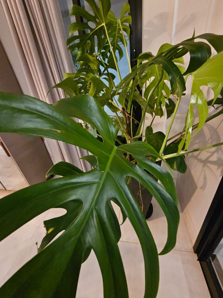 Casa no condomínio Florais Itália (9)